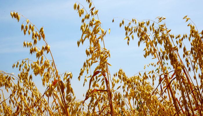 Foto: Jaelson Lucas/Arquivo AEN Governo do Estado recebe propostas para seguro rural em culturas de inverno